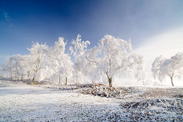 Winter Wonderland "A stunning hoar frost leaves trees glistening white with ice, Dorset U.K." dorchester on thames stock pictures, royalty-free photos & images