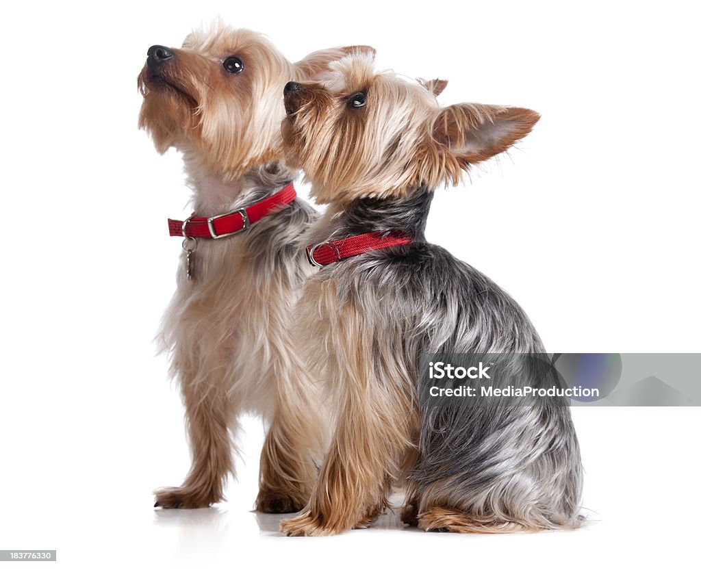 Deux Yorkshire Terriers - Photo de Animaux de compagnie libre de droits