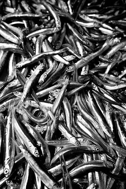 Sardines