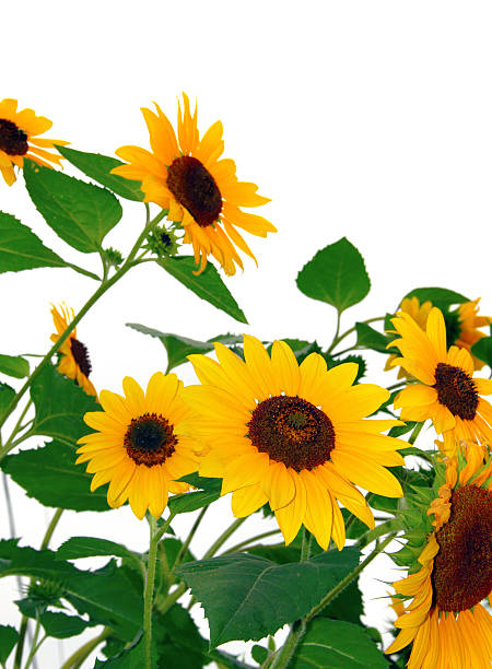 gruppo di girasoli contro bianco - sunflower isolated single flower tall foto e immagini stock