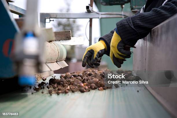 Tulpeglühbirne Hand Stockfoto und mehr Bilder von Blumenzwiebel - Blumenzwiebel, Landwirtschaft, Fracht