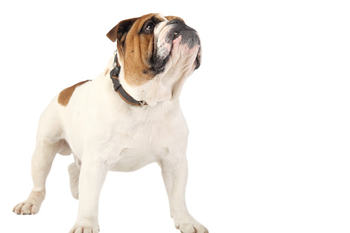 5 years old english bulldog in front of white background