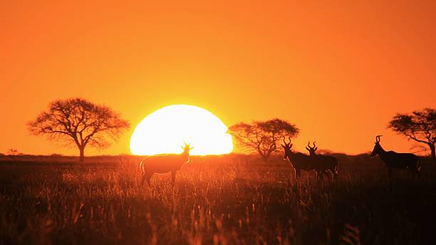 istock Red Hartebeest - Sunset and Wildlife Background from Africa 183776608