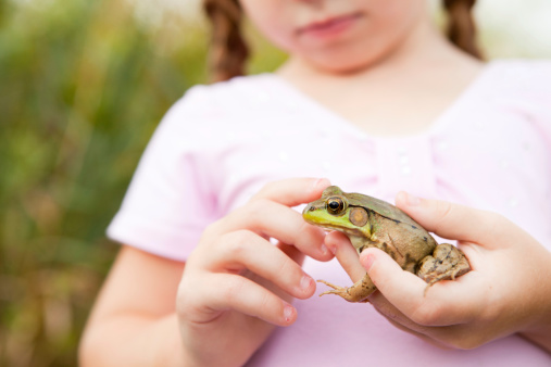 Funny picture with a toad on a little girl's hand in the outdoors. Large copy space in the background