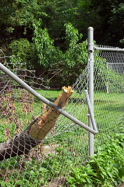 Photo of Damaged fence by a tree branch