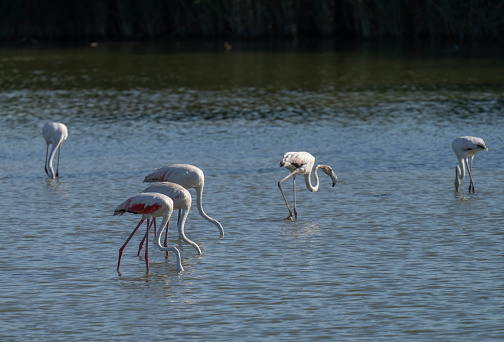 greater flamingos in the lagoon of delta ebro river