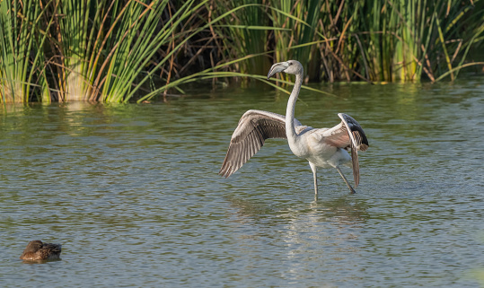 greater flamingos in the lagoon of delta ebro river