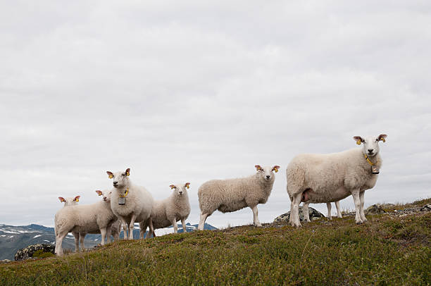 Sheeps stock photo