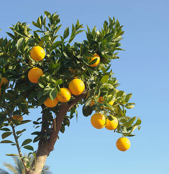 Orange Valency Orange De Valence Photos Banque d'images et photos libres de droit - iStock