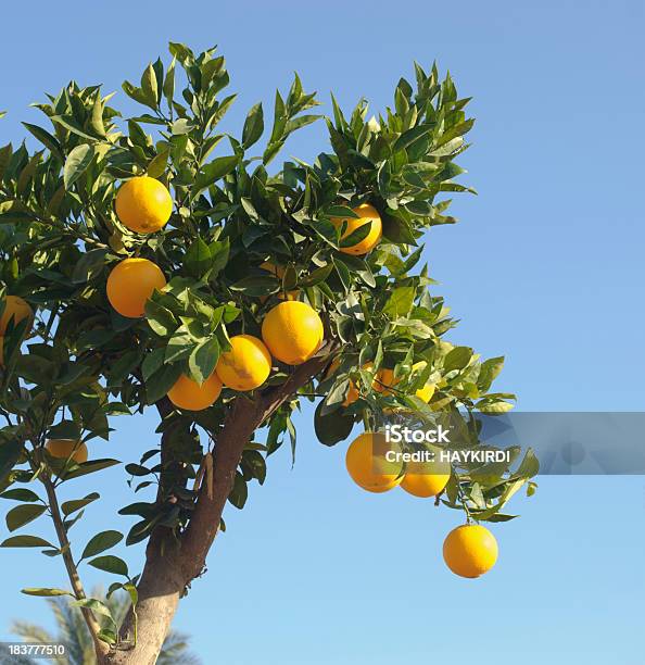 Orange Tree Stock Photo - Download Image Now - Valencia Orange, Tree, Orange Tree