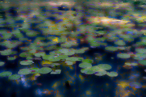 Lotus water lily pads on a calm pond water surface, Hanoi, Vietnam.
