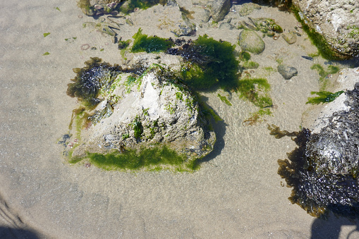 close-up of coastal algae