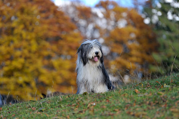 herbst hund motiv - old english sheepdog stock-fotos und bilder