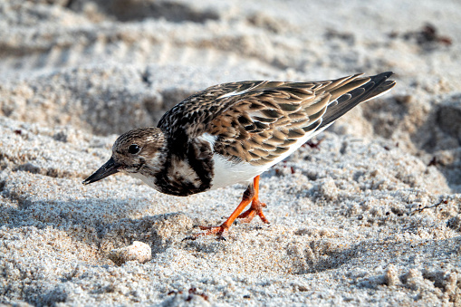 They are common birds along Central Florida's beaches during the cooler months of the year, usually near the water's edge.