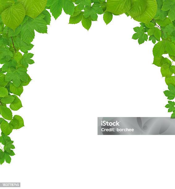 Spring Leaves Frame Stock Photo - Download Image Now - Lime Tree - Tilia, White Background, Arrangement