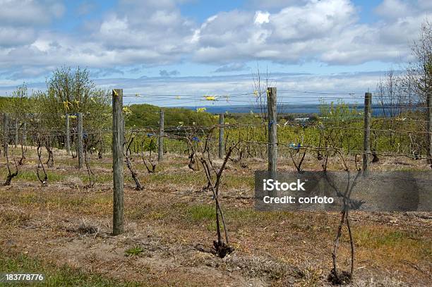 Vineyard Near Traverse City In Spring Stock Photo - Download Image Now - Traverse City, Vineyard, Springtime