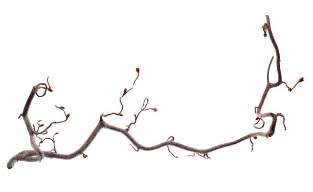 istock Twigs and Sticks Isolated on White 183778865