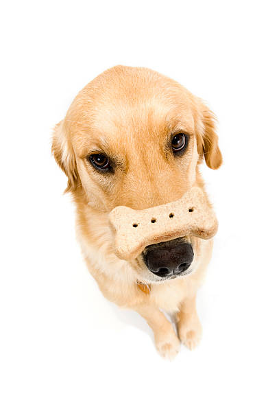Clipping path. A single biscuit bone for dog hanging by a string. Pet food. İmage.