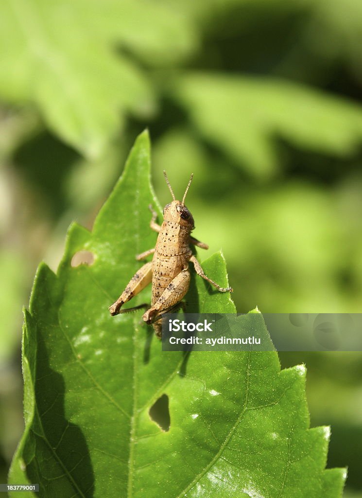 Saltamontes en hoja - Foto de stock de Abdomen libre de derechos