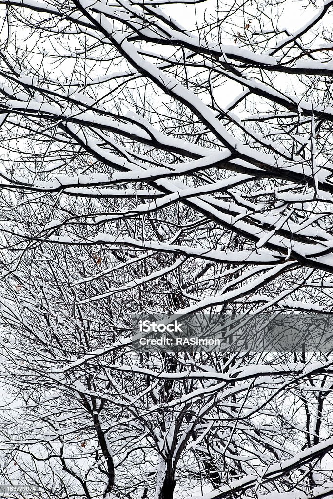 Nieve Lattice - Foto de stock de Aire libre libre de derechos