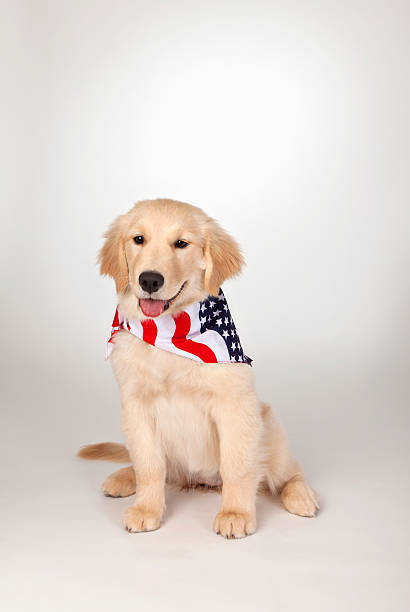 American Fourth of July Holiday Puppy stock photo