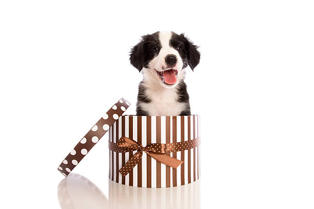 Border Collie Puppy Present Stock Photo - Download Image Now - Puppy, Tied  Bow, Gift Box - iStock