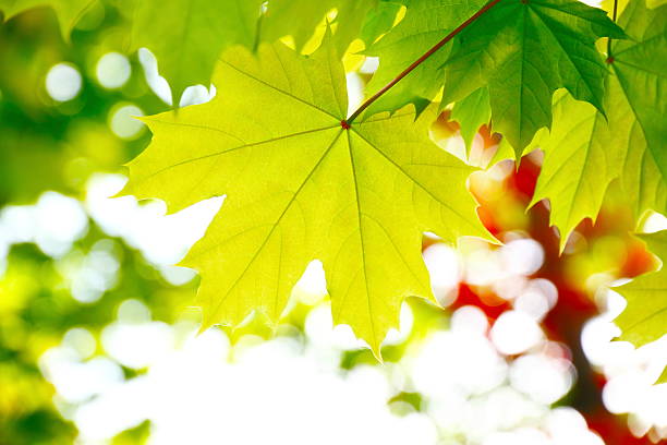 Close up of green sycamore leaves.