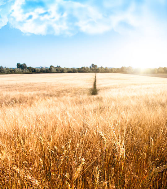 istock Summer Wheat Crop against cloudy Sky with sun 183779829