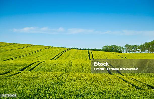 Зеленый Пшеницы Поле — стоковые фотографии и другие картинки Без людей - Без людей, В ряд, Ветер