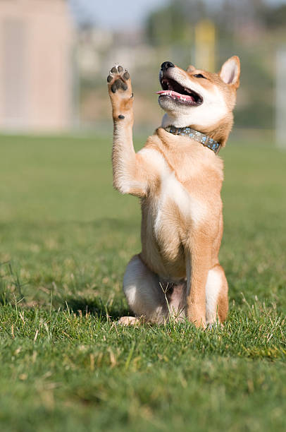Trained Puppy Giving High Five stock photo