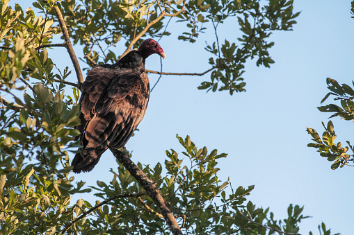 The turkey vulture is the most spread of the New World vulture