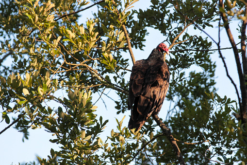 Griffon Vulture (Gyps fulvus) on feeding station