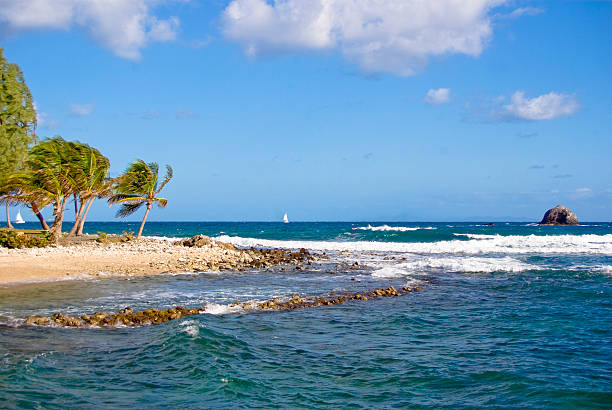 istock scenic Caribbean Beach with palm trees and waves 183780163