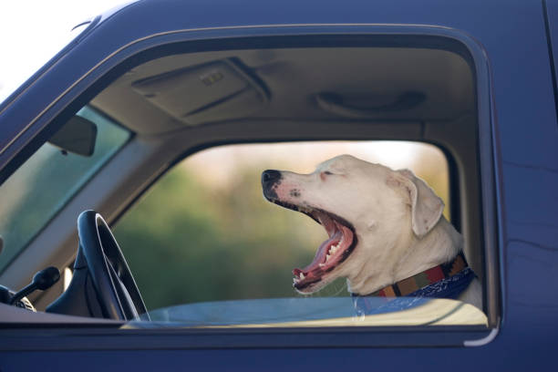 istock Dog sitting in truck 1837801830