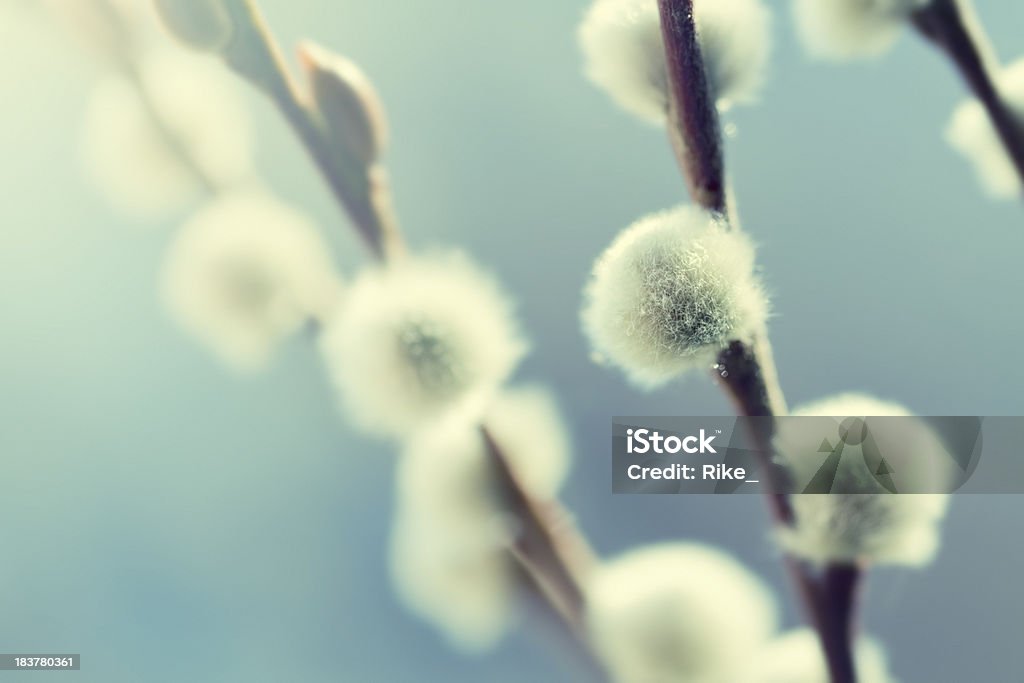 Sonho de primavera - Foto de stock de Acordar royalty-free