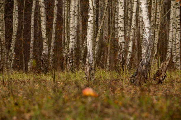 Beautiful fly agaric close up. Fly agaric. Fly agaric in forest. Fly agaric in macro view