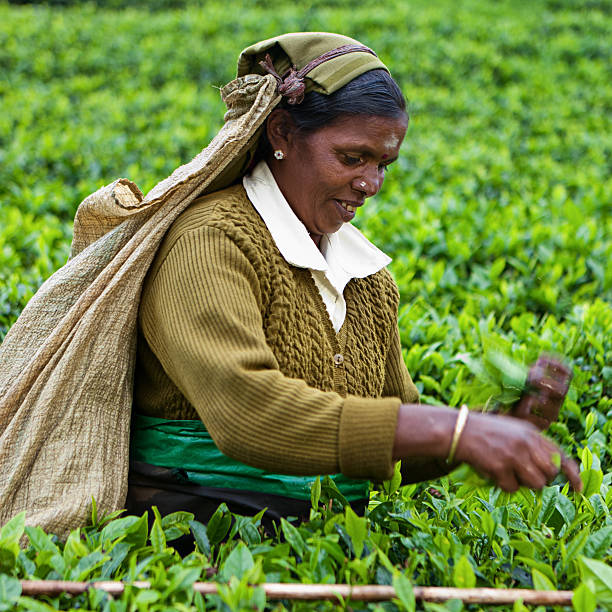 tamil chá separadores, sri lanka - tea crop farmer tea leaves plantation - fotografias e filmes do acervo