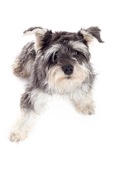 istock Miniature Schnauzer Pet Dog on White Background 183780808