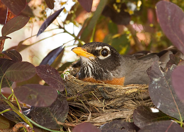 Spring Robin stock photo