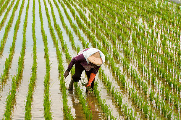 istock Country woman on rice field 183781097