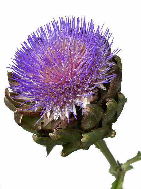istock Flower of an Artichoke. 1837812498