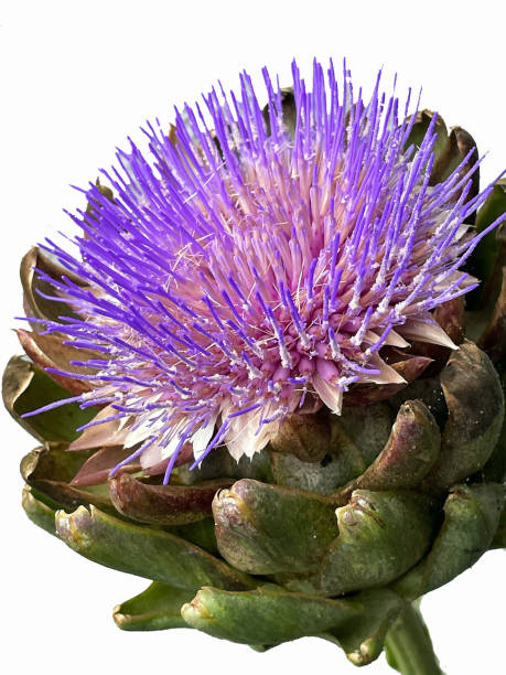 istock Flower of an Artichoke. 1837812788