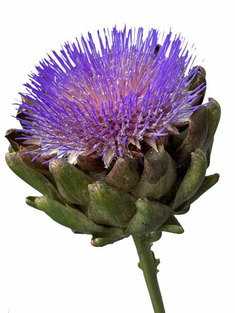 istock Flower of an Artichoke. 1837812824