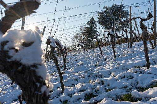 A snow-covered grape field.
