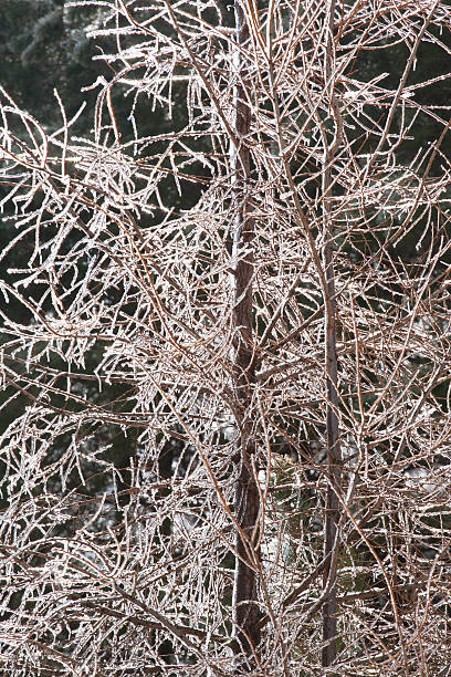 Ice Tree Skeleton stock photo