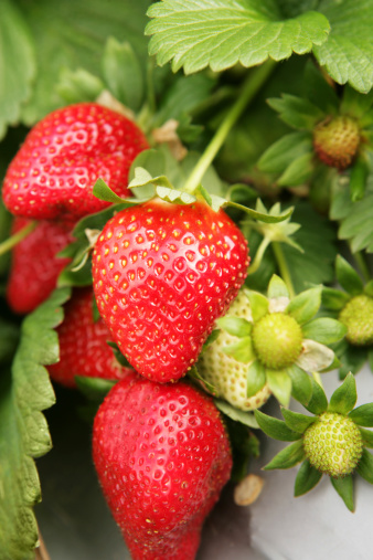 Fresh, ripe strawberries, still on the bush.
