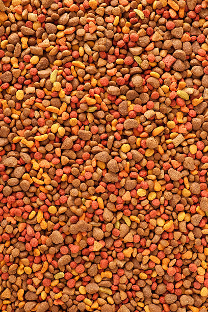 istock Dog food background 183781859