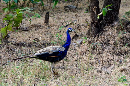 Indian Peafowl roaming in Sasan Gir forest