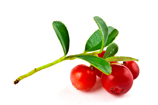 heap of fresh garden cherries in the bowl isolated on pastel background, close-up