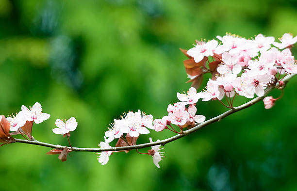 crabapple branche - buchart gardens photos et images de collection